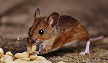 24 Hour & Emergency Exterminators in Northern Ill Gas Co, IL